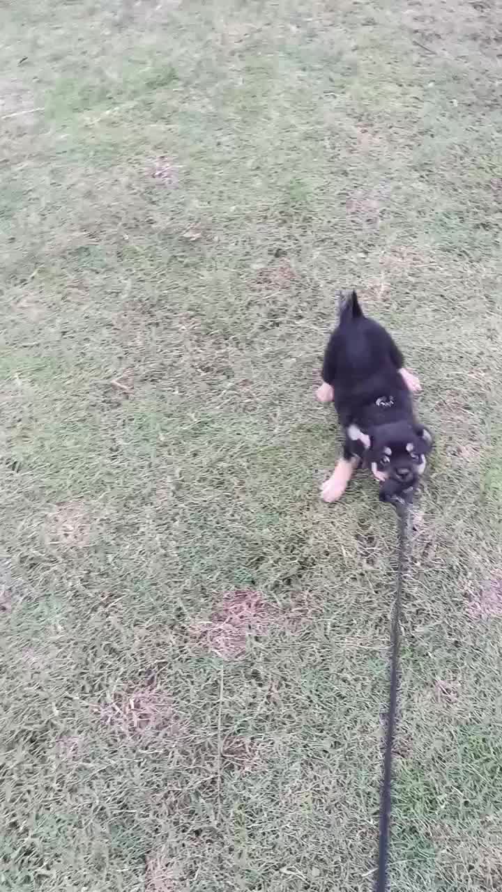 送本土苏犬四眼铁包金小狗.