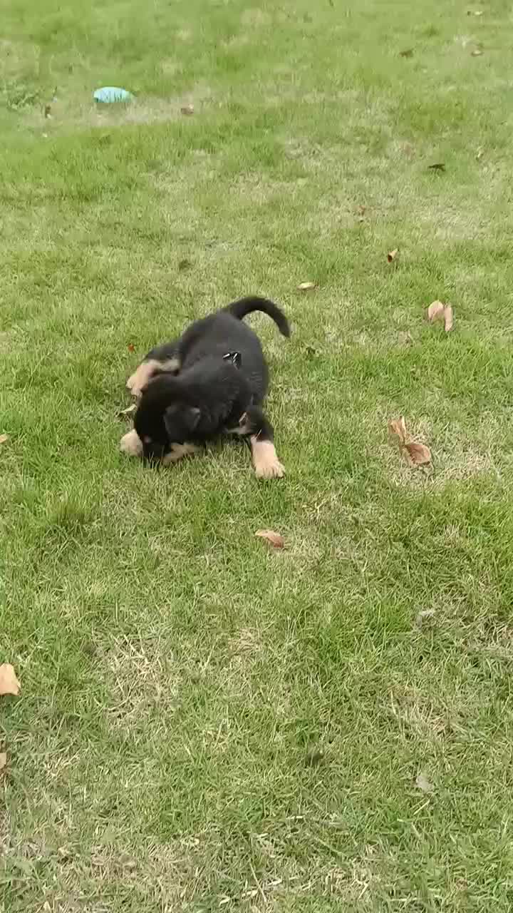 送本土苏犬四眼铁包金小狗.