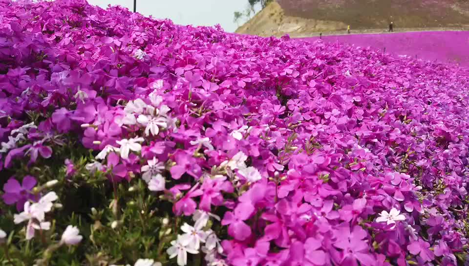 远远的就能看到远处山头上的花海,但是,我们刚到的时候,人有点多,没坐
